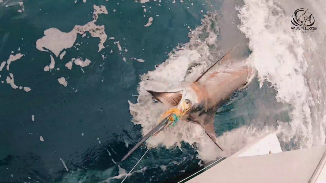 Marlas sport fishing charters