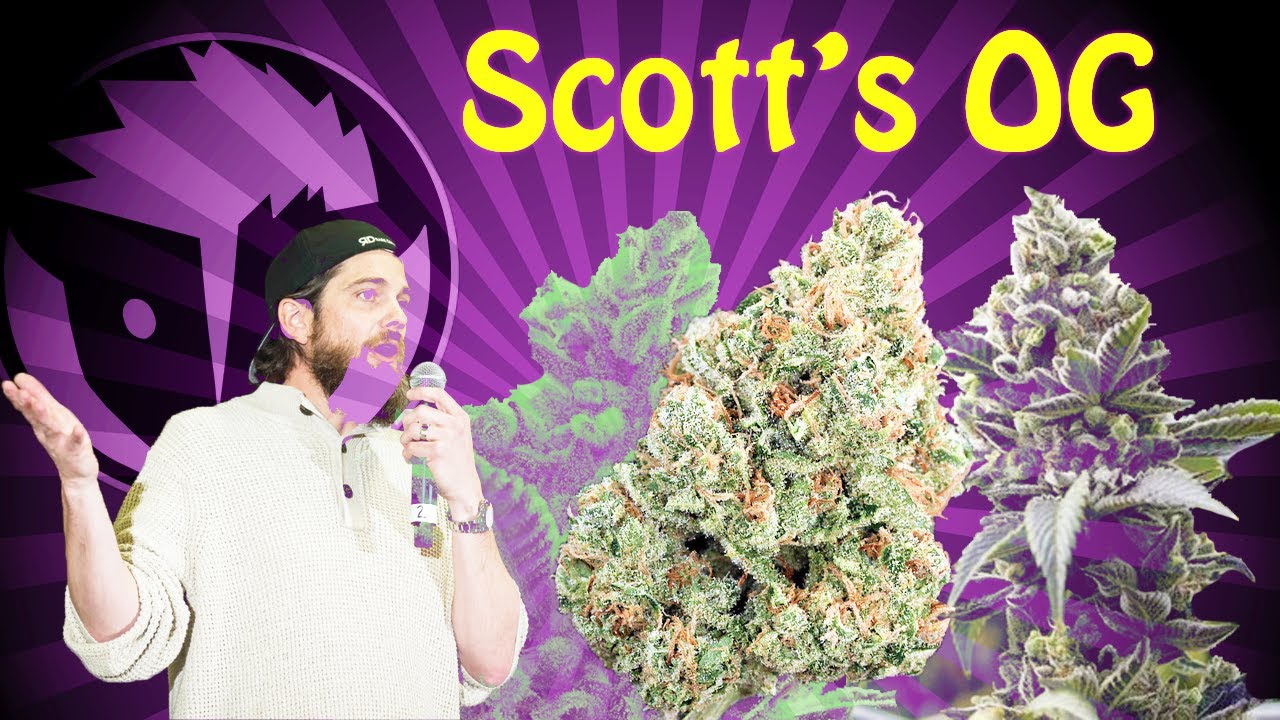Scott's OG | Strain Review #raredankness