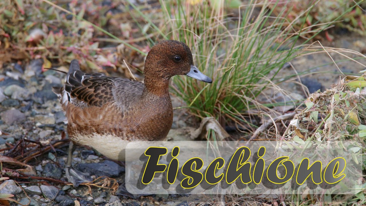 Fischione
