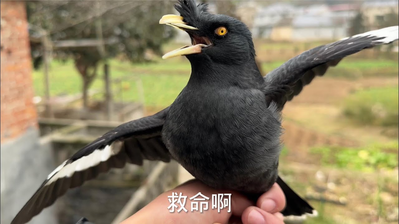 蒙面鸟哥｜捡到一只会说话的鸟，剧情反转太快