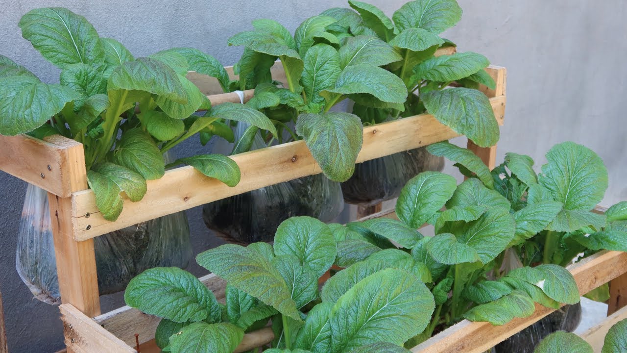 Как выращивать овощи в подвесных полиэтиленовых пакетах, чтобы сэкономить место