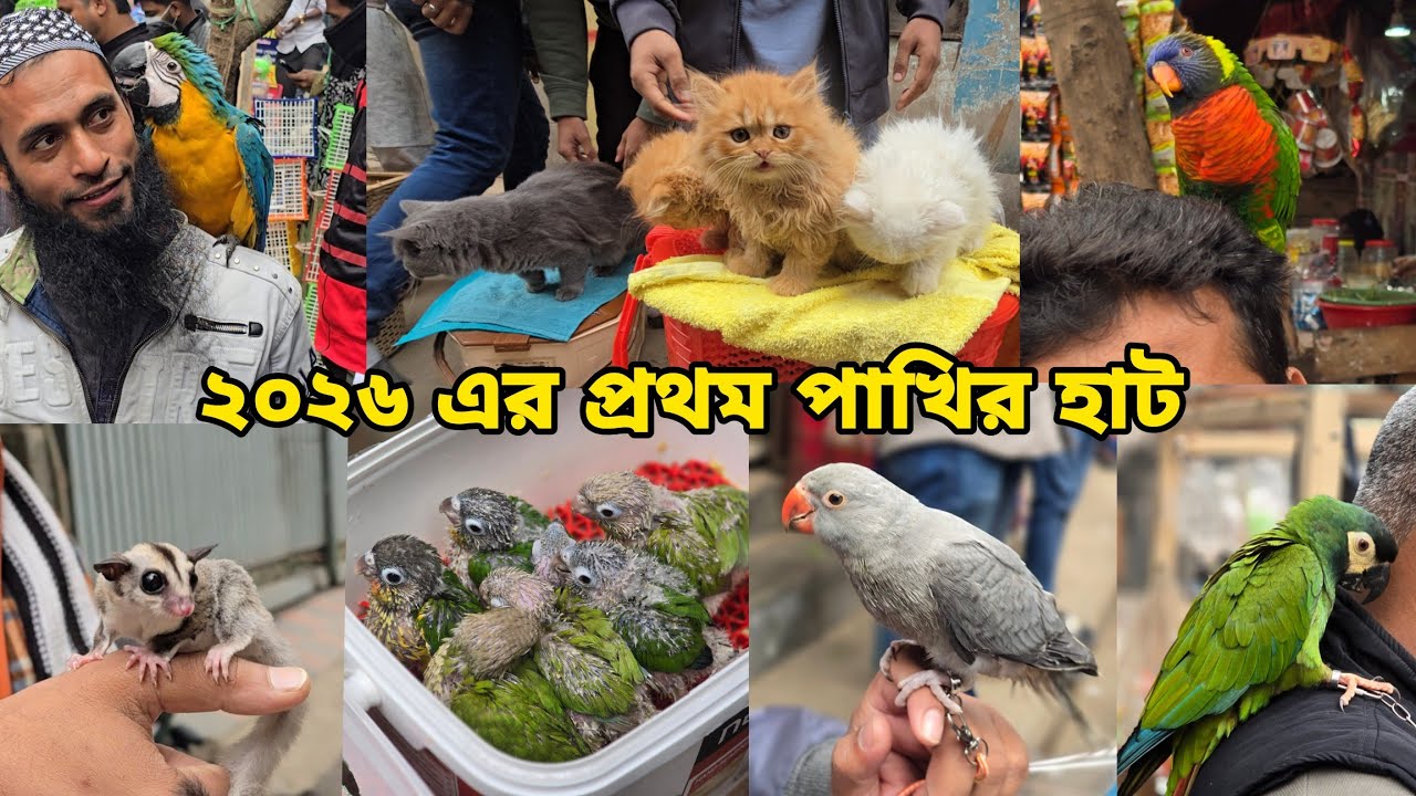 বছরের প্রথম মিরপুর ১ পাখির হাট | Macaw,Persian cat, Sugar glider, Tia pakhi | Mirpur 1 Pakhir haat 