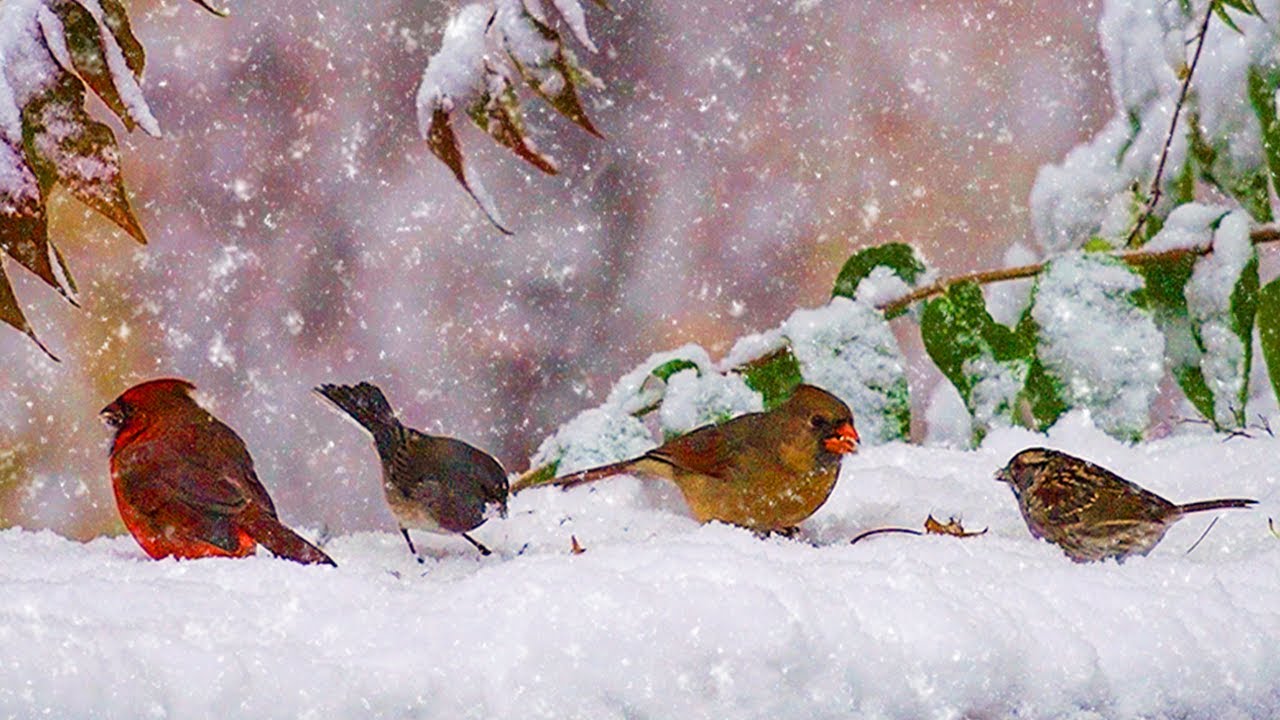 🎄🐦 Winter Wonderland Birds 🐦🎄| 2 Hours of Cozy Relaxation in Snow | Music