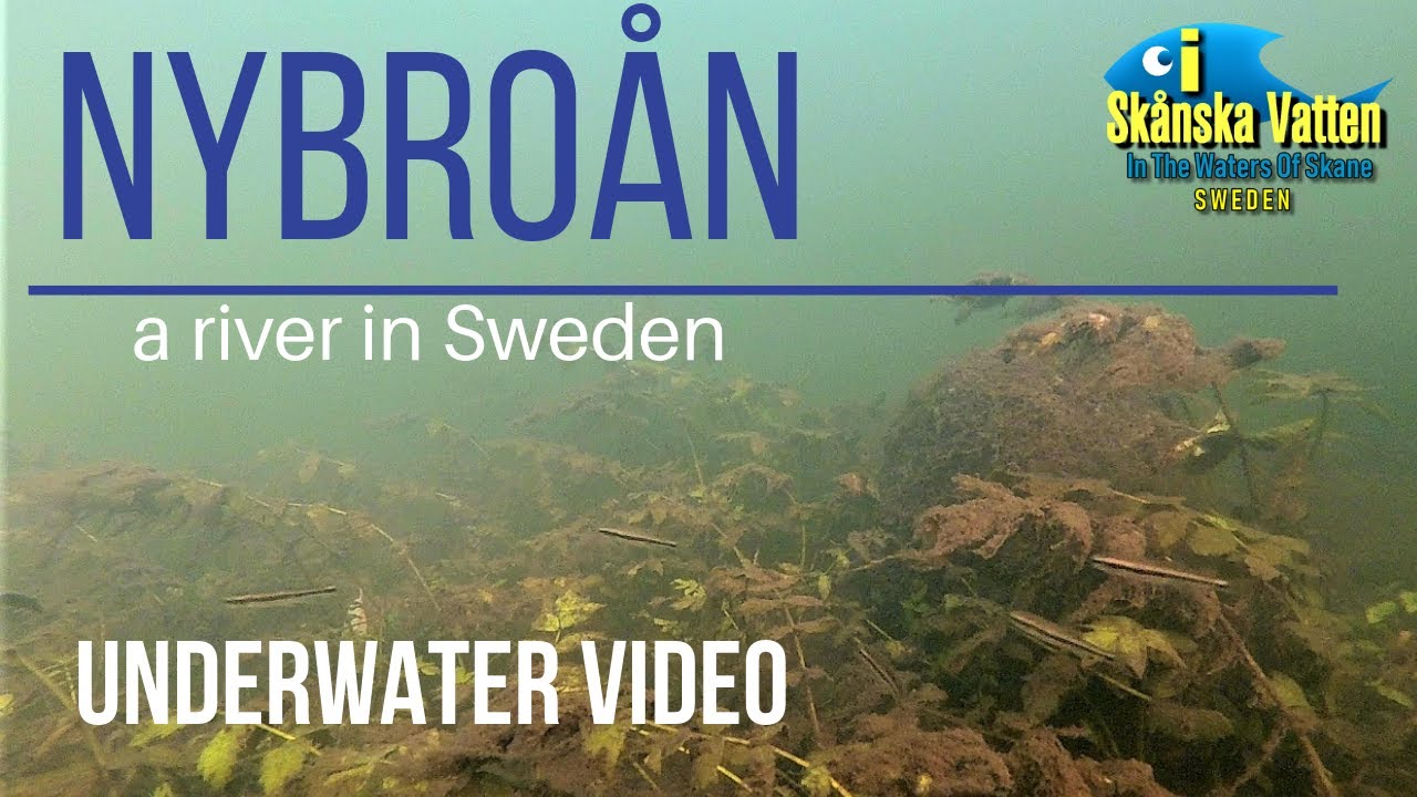 Nybroån / River Nybro a river in Sweden (2018)