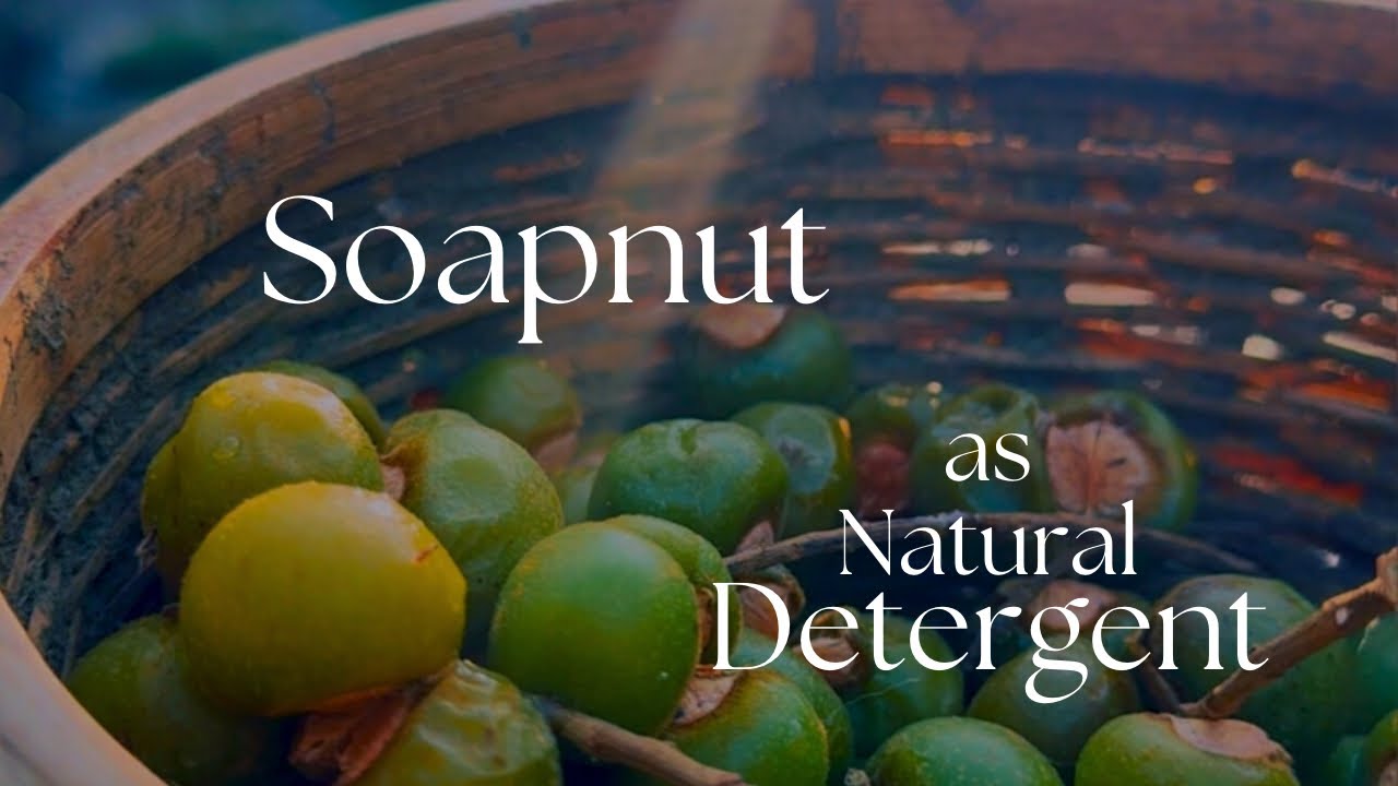 Soapnut as natural detergent | Soil-grown soap | Soap Berries | Sarang Family | Dakshina