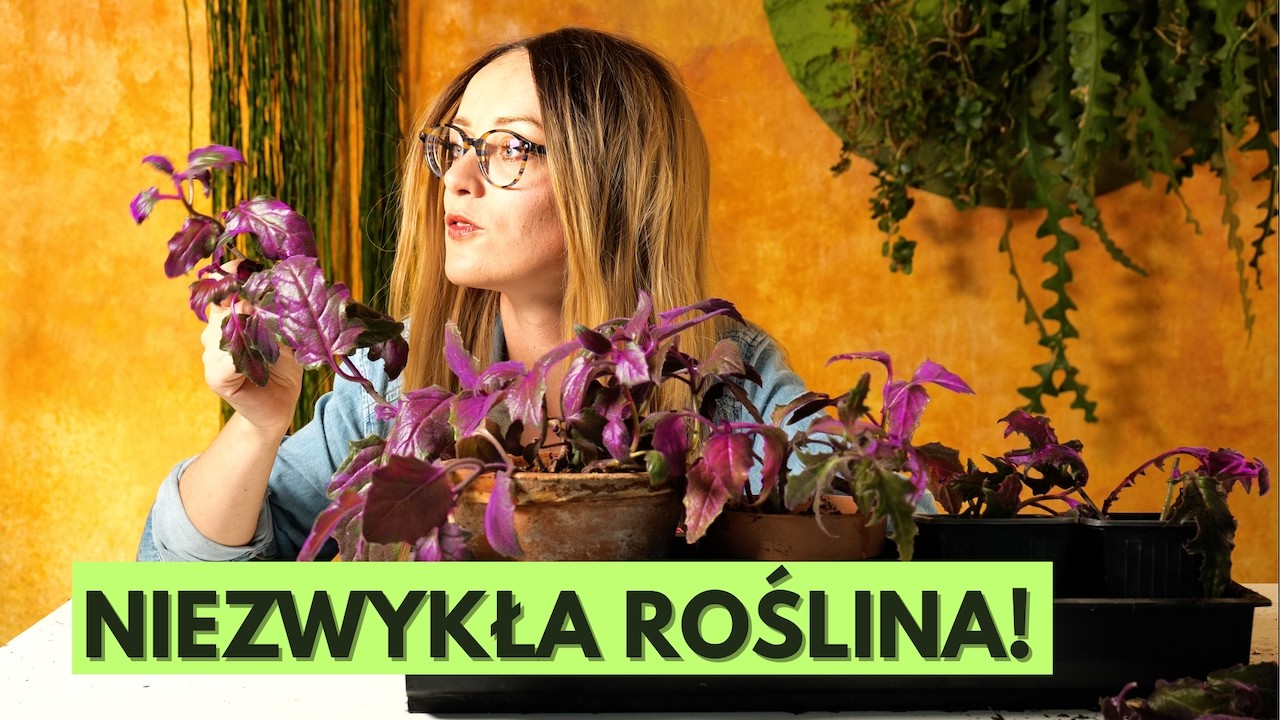Roślina, która wraca na salony! Kiedyś miały ją nasze mamy i babcie. Ginura
