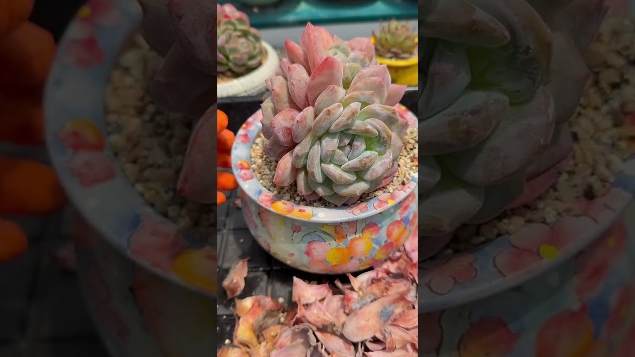 Elite Indoor Succulent Routine 🌵 Advanced Care for High End Homes