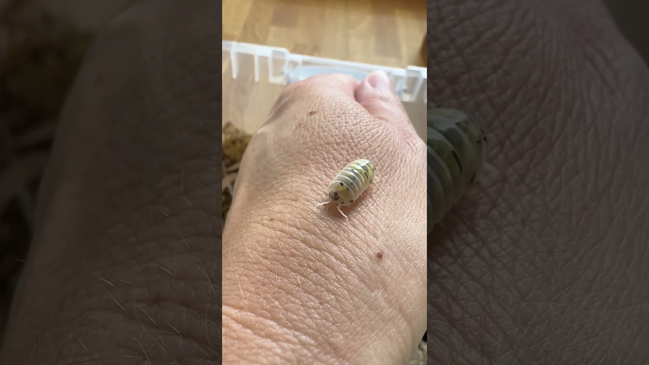 Magic potion isopod 🧪 #isopods #isopod #rolypoly #bioactive #terrarium