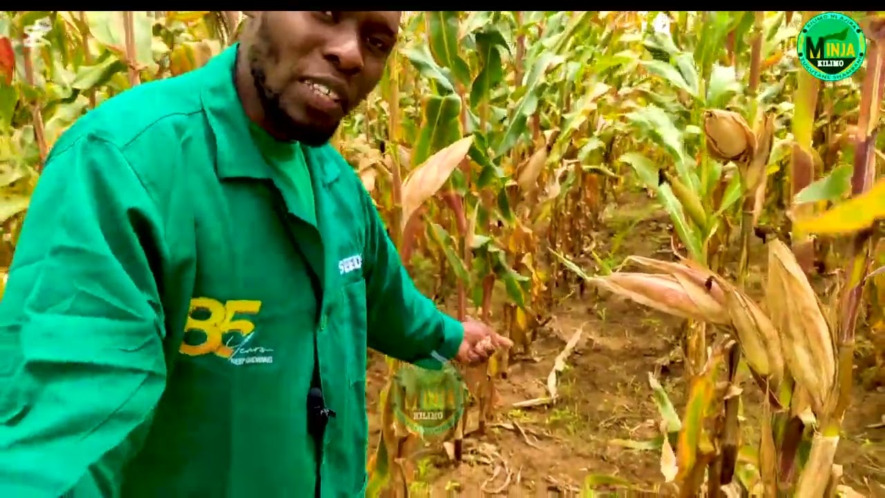 Mbegu Bora ya mahindi kiboko ya ukame