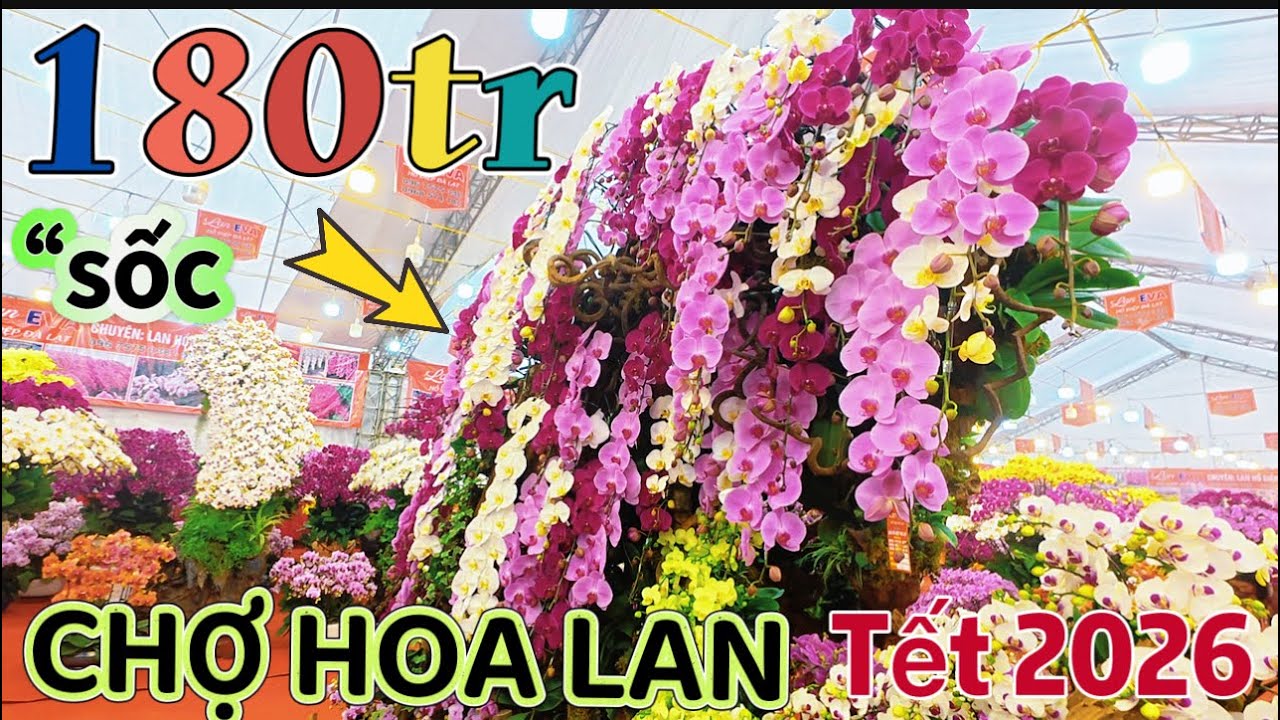 “Kinh Khủng “”Chậu Lan 180 TRIỆU- Có Gì mà Đắt Thế ?? Chợ hoa Lan Tết 2026 !