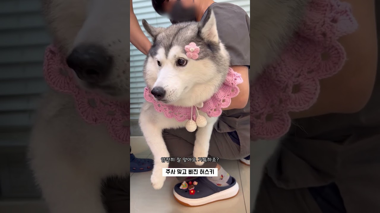 주사맞고 삐진 허스키