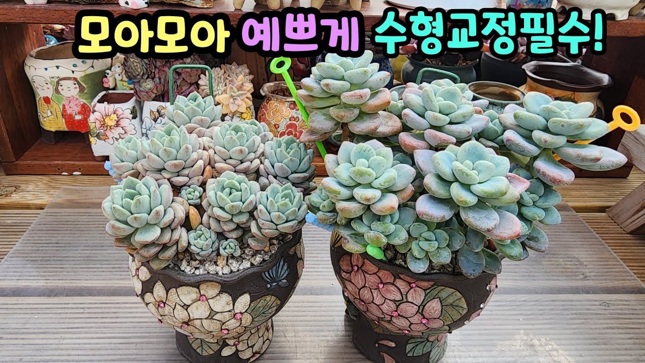 260224 자구가뽀글뽀글~목대있는다육들!분갈이때부터수형교정해야더예쁘게키울수있어요^^