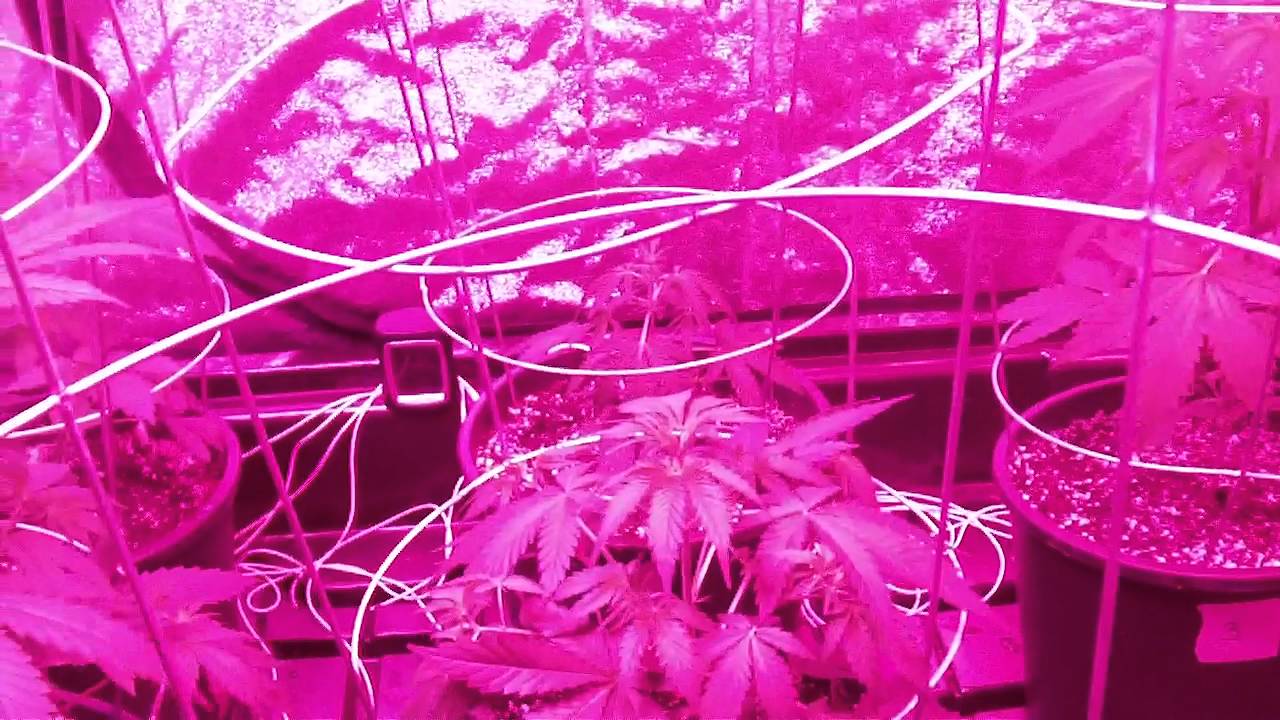 AUTO GROW SEASON 3 ( 4weeks ) growology nutrients, king leds
