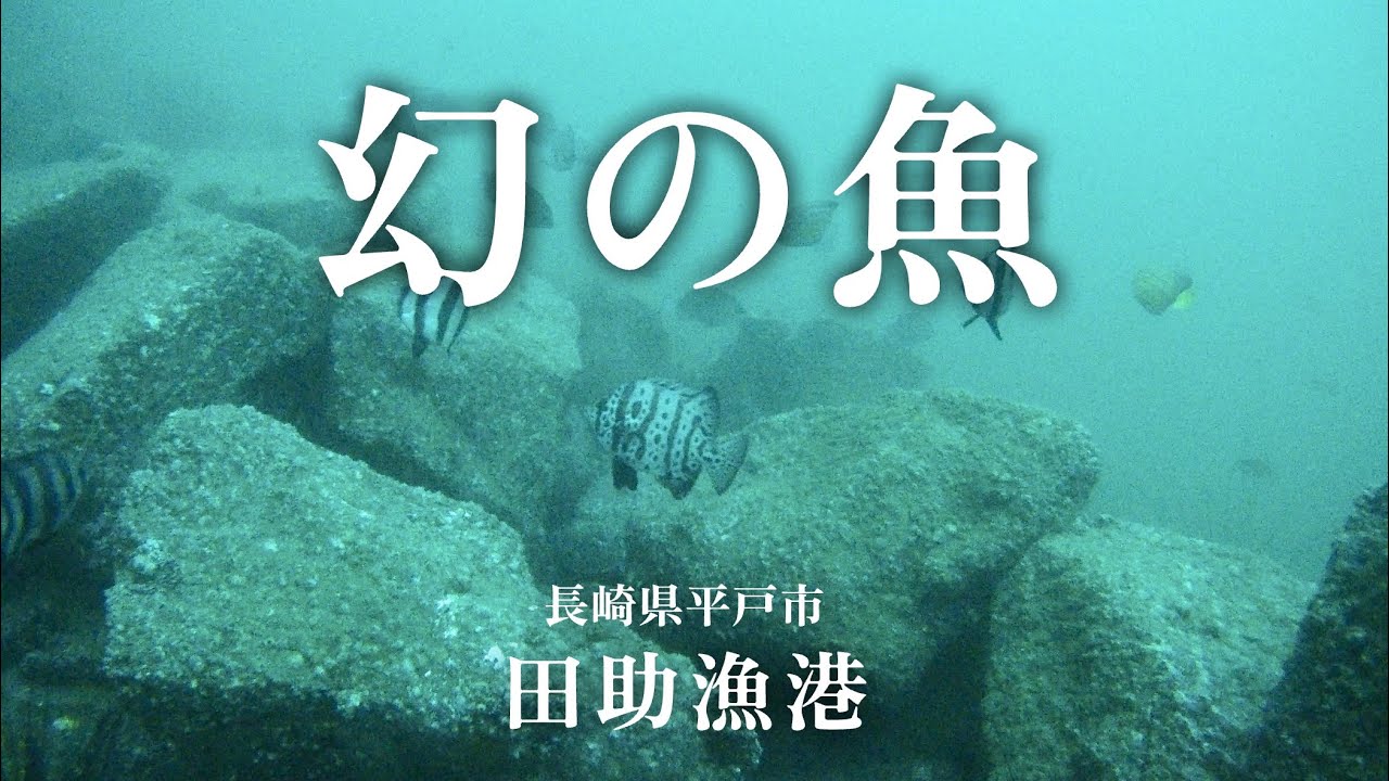 【田助漁港・長崎県平戸市・海中映像】幻級の魚を発見！平戸の海はいつだって凄いぞ！夜間撮影に初挑戦! #福岡釣部 233 福岡釣部in 福岡・糸島・佐賀・北九州・玄界灘・長崎・平戸・鷹島・唐津・呼子