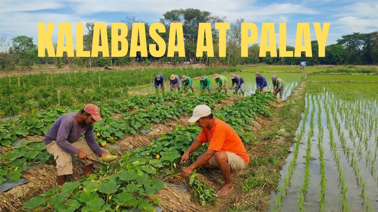 KALABASA NAMAN SA BUKID WITH SABOG TANIM NA PALAY BUHAY BARYO | BUHAY MAGSASAKA.