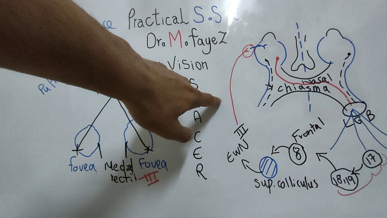 Practical Special Sense 2 (Near Vision) Dr Mohamed Fayez