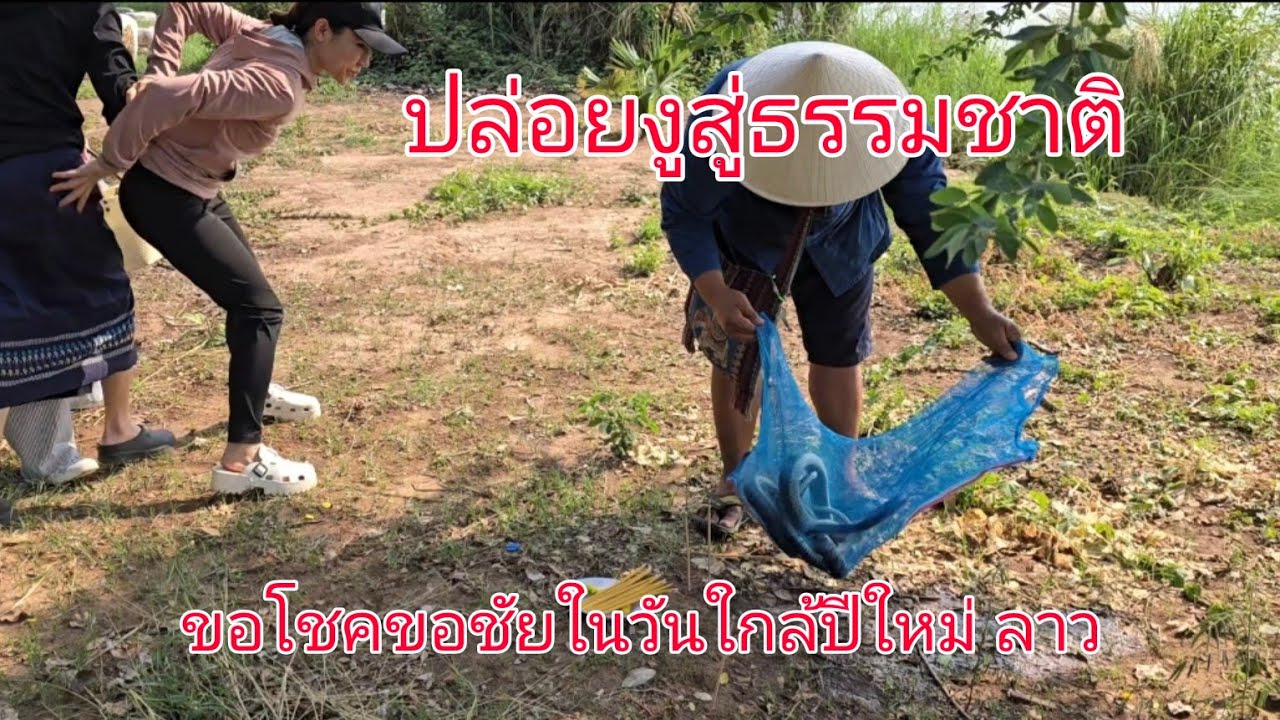 ปล่อยงูขอพรในวันใกล้ปีใหม่#สปปลาว  #เที่ยวลาว  #สะหวันนะเขต #สาวลาว