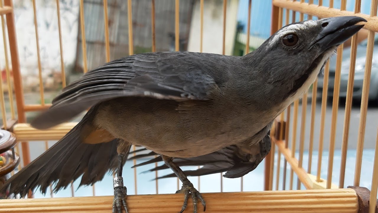Trinca ferro  PANTANEIRO  ou TEMPERA VIOLA ?  deixa nos COMENTÁRIOS  !