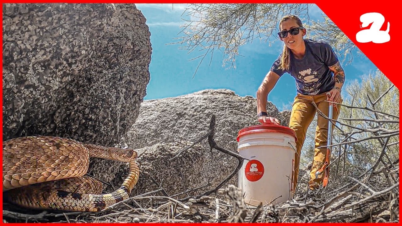The Weirdest Job in Phoenix?? Catching Rattlesnakes For a Living!