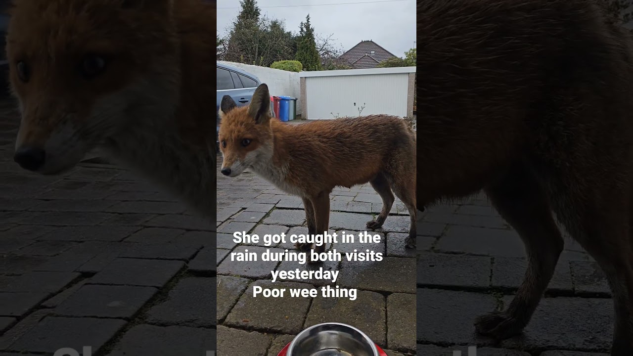 Caught In The Rain Again #animal #fox #foxes #redfox #wildfox #rain #rainyday