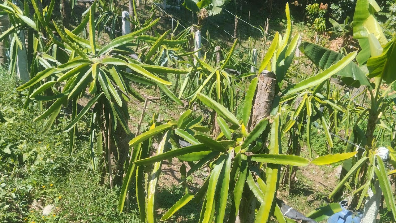 Como hacer PODA de Producción En PITAHAYA
