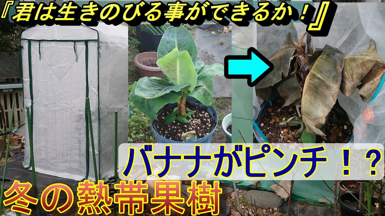 冬の熱帯果樹！バナナがピンチ！アボカド、ジャボチカバ等（温室結露）【22年1月】