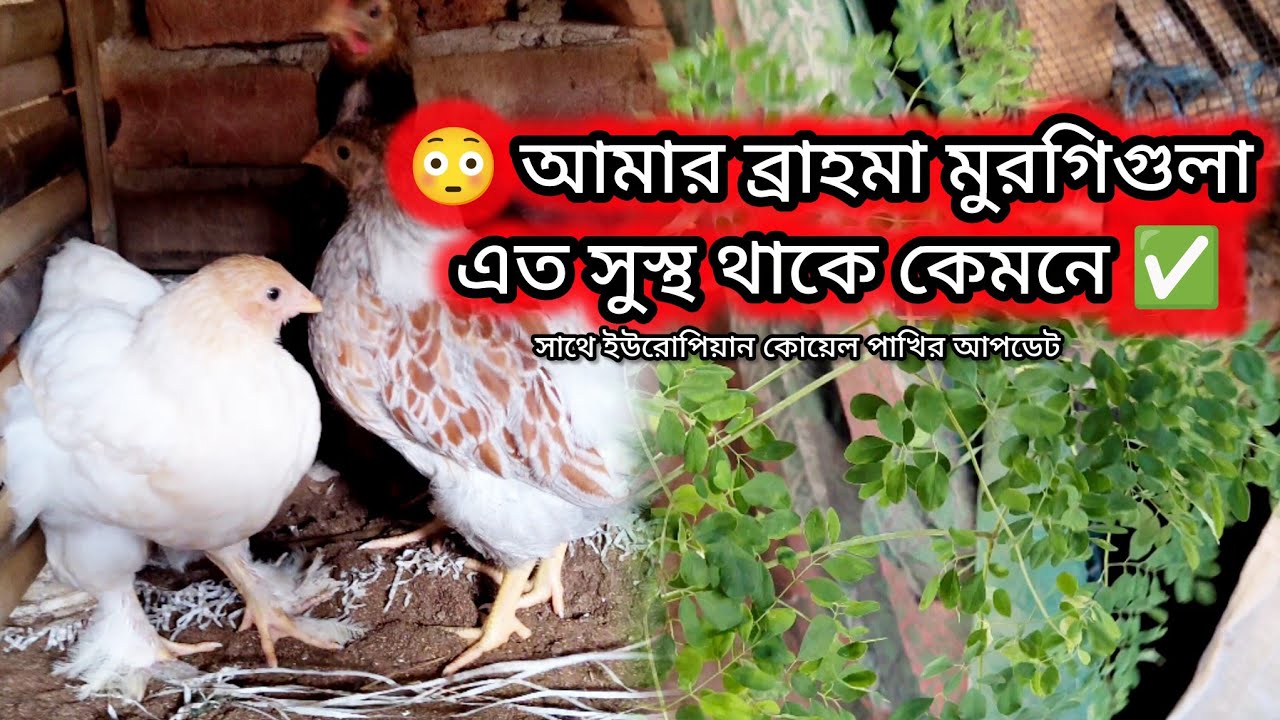 আমার ব্রাহমা জাতের মুরগীগুলা কনকনে শীতের মধ্যে আলহামদুলিল্লাহ খুবই ভালো আছে 🐔