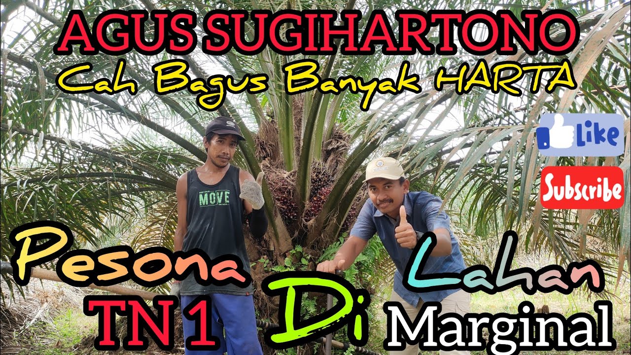Lajut Manen Kelapa Sawit Varietas TN1, Bibit Sawit Unggul Memang Yahut, Sawit Pokok Rendah, Sawit