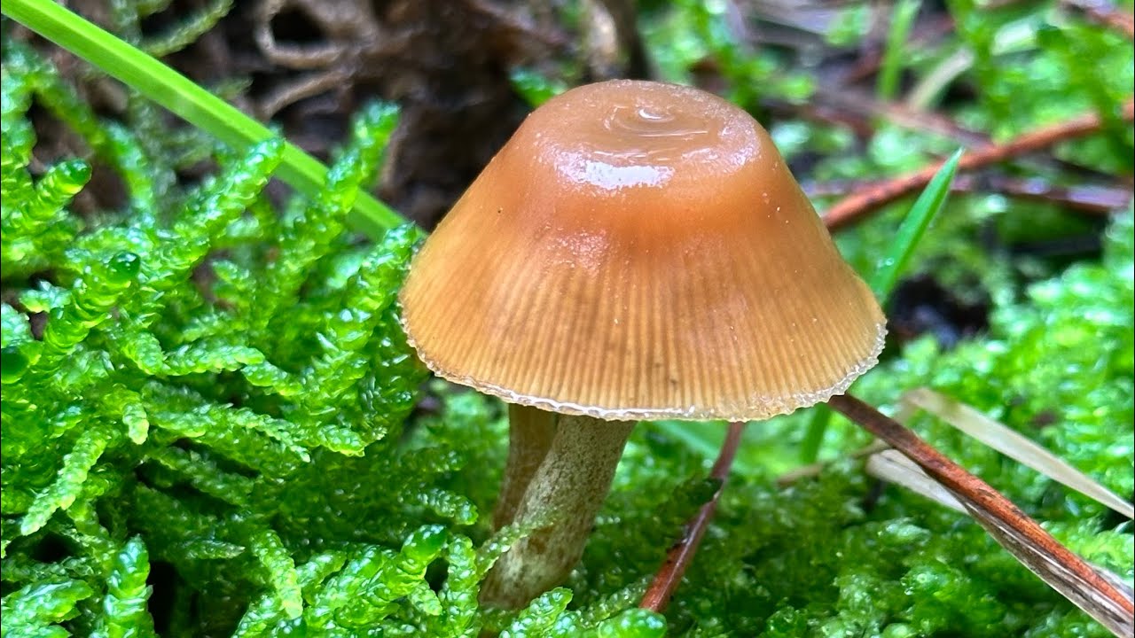 Cenaze &ccedil;anı mantarı (Galerina marginata)