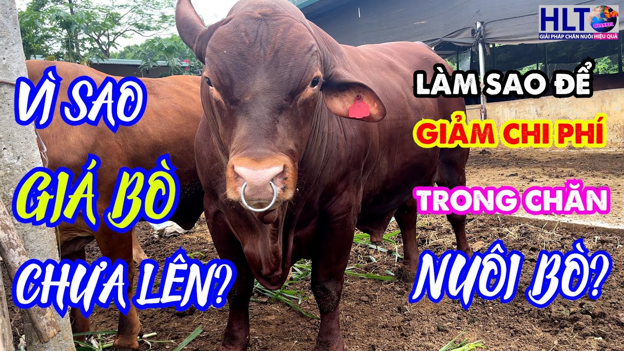 VÌ SAO GIÁ BÒ GIẢM TRONG THÁNG VỪA QUA & LÀM SAO ĐỂ GIẢM CHI PHÍ TRONG CHĂN NUÔI BÒ?
