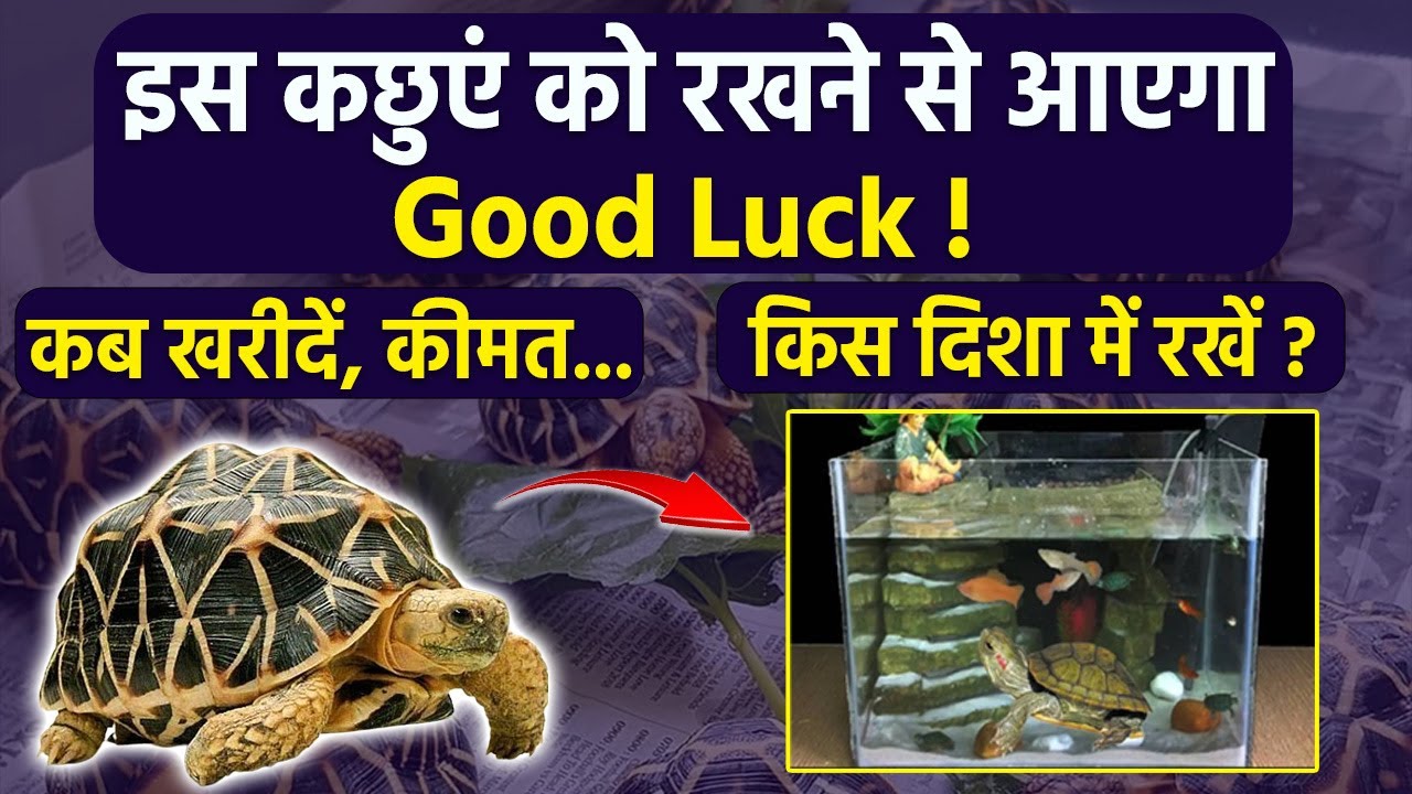 स्टार कछुआ घर में रखने से क्या होता है, किस दिशा में रखें | Star Turtle Price In India |Boldsky