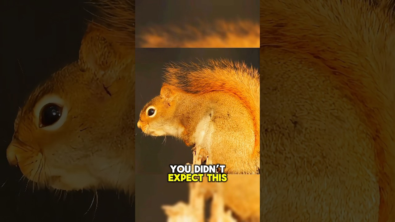 Why Red Squirrels Are Fierce Tree Defenders! 
