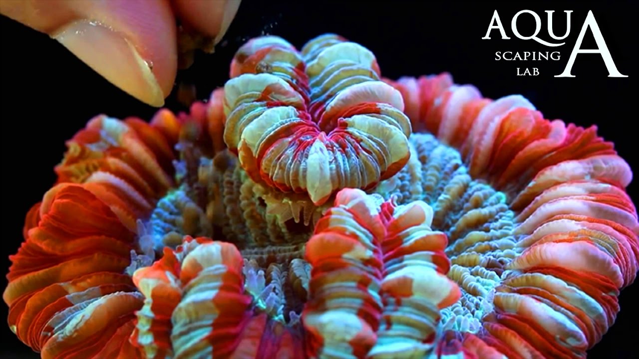 Aquascaping Lab - Alimentazione e mantenimento dei coralli, Zooxantelle e Fitoplancton