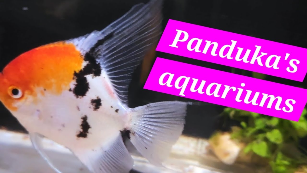 Viewer's aquariums tour. #discus #angels #aquarium 