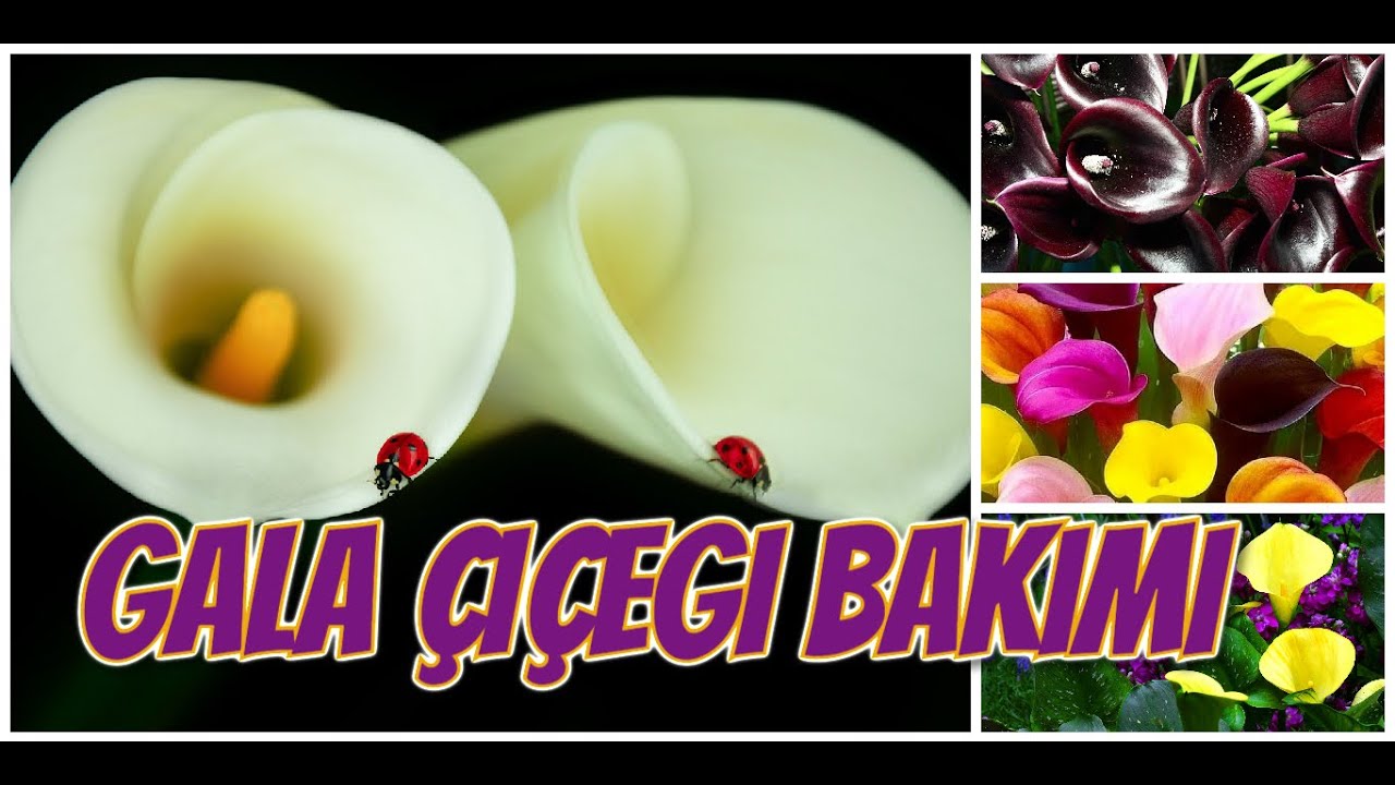 GALA ÇİÇEĞİ BAKIMI
