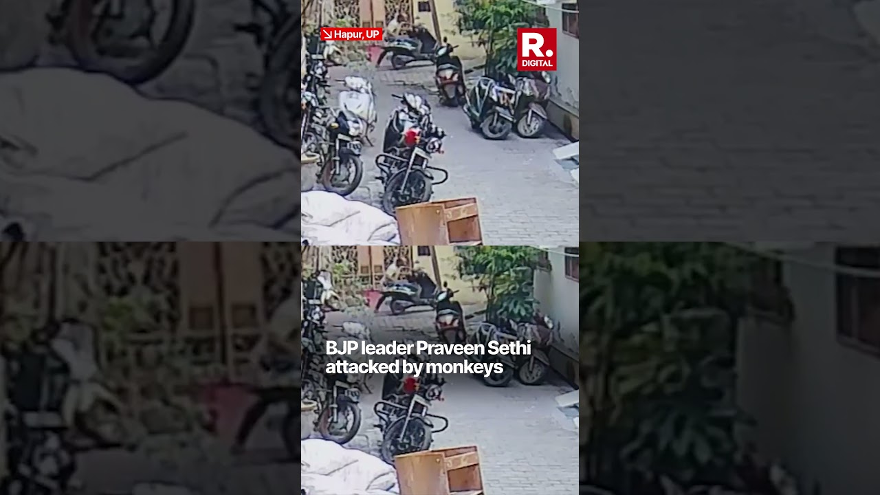 BJP Leader Praveen Sethi Attacked By Monkeys In Hapur, UP | Viral Video