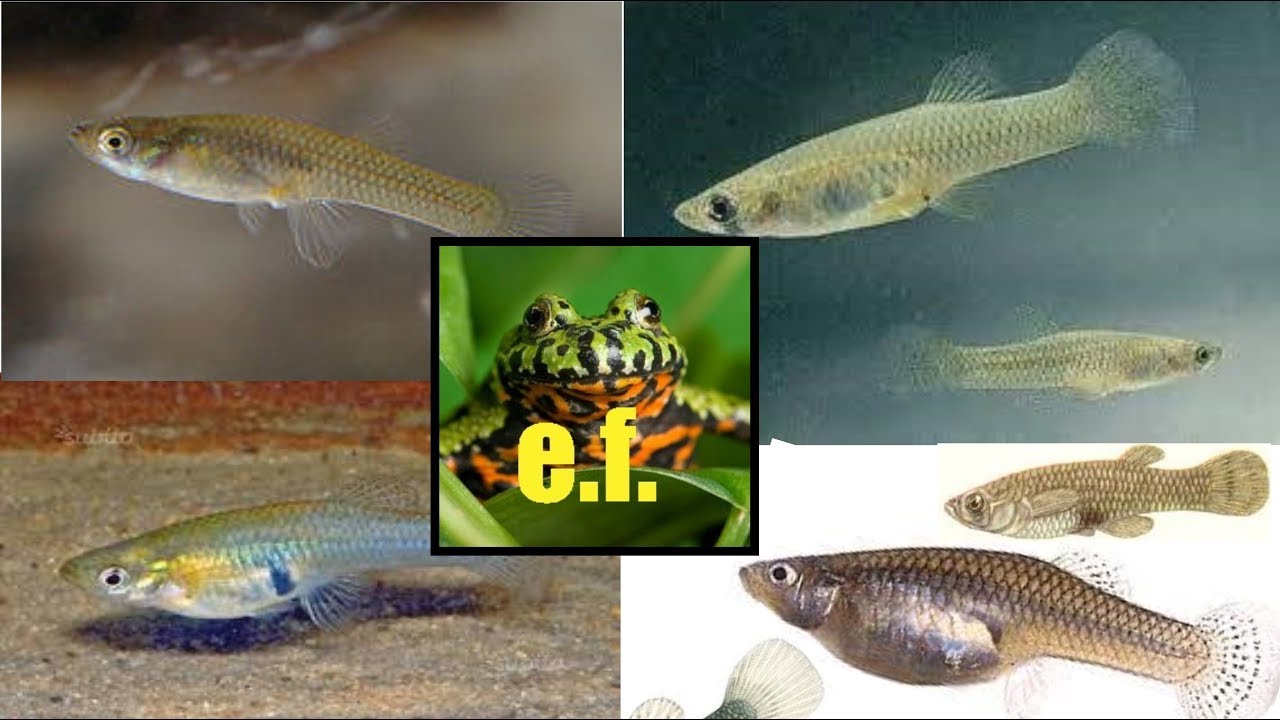 scheda allevamento gambusia affinis!