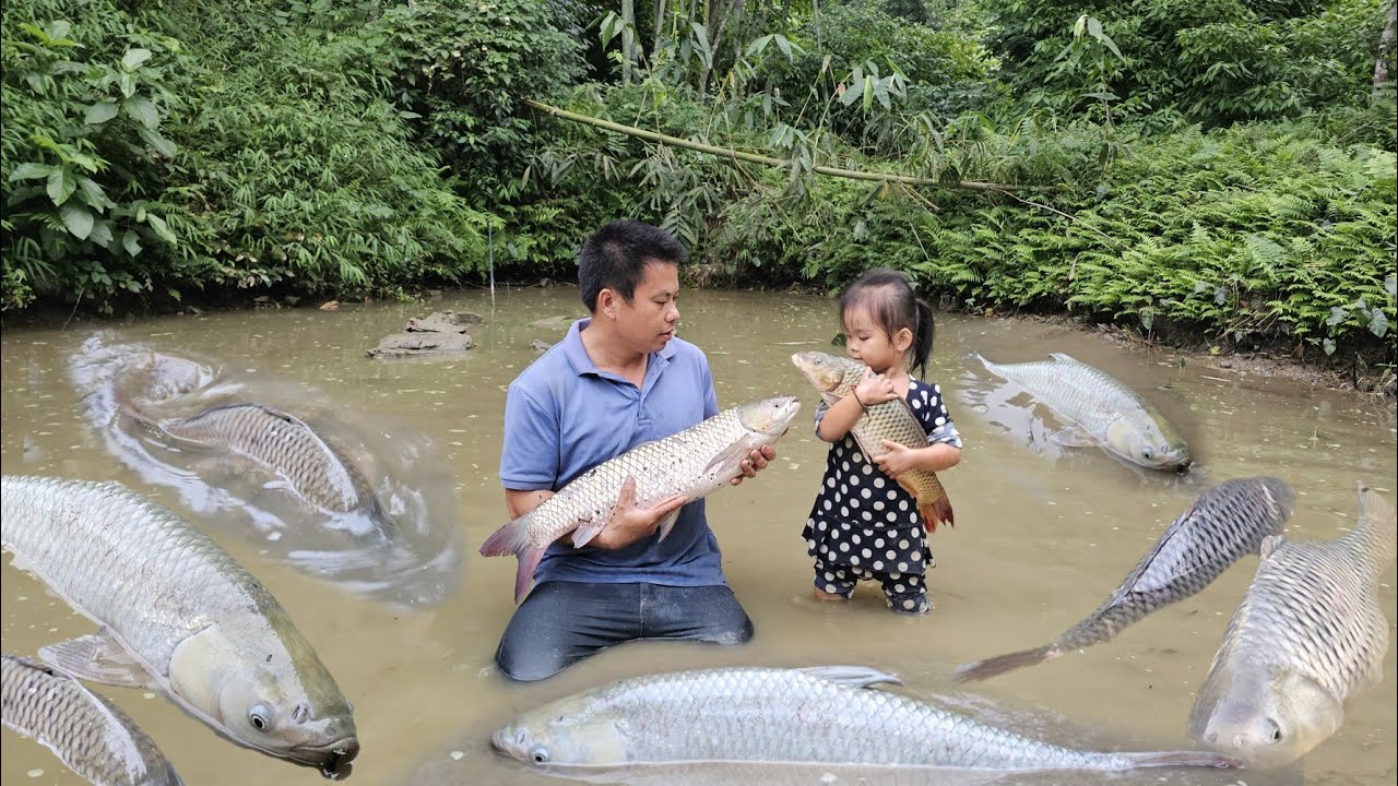 Full Video:Harvesting fish,trapping and catching giant fish to sell-Gardening-Cooking