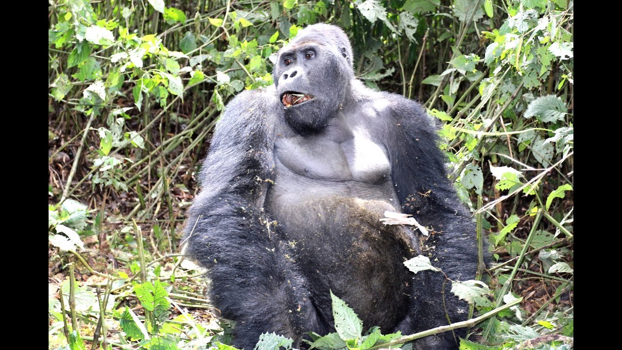 Parc national de Kahuzi Biega / Bukavu RDC