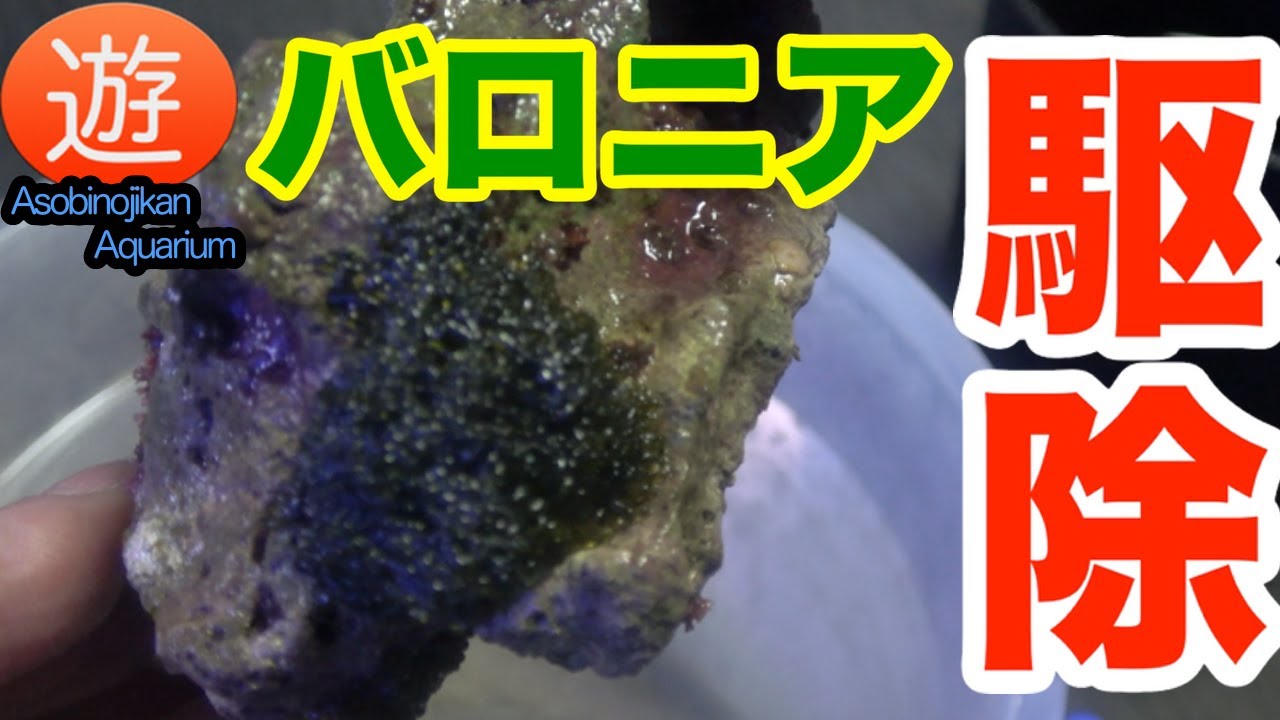 気になる！バロニアを駆除しますよ〜【海水魚水槽】