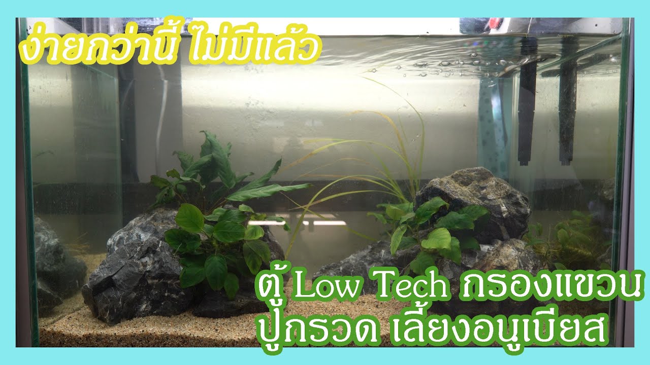 จัดตู้ Low Tech กรองแขวน ปูกรวด เลี้ยงอนูเบียส ง่ายกว่านี้ไม่มีแล้ว!