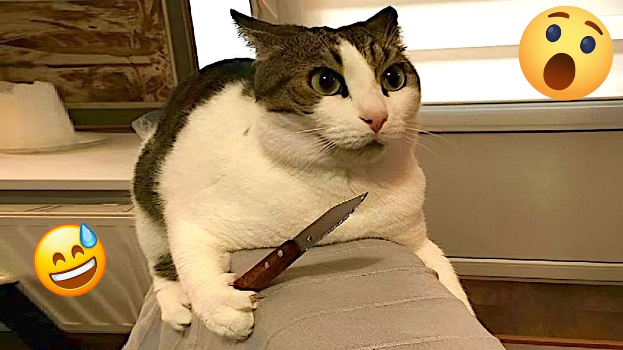 Funniest Cats of 2025 Compilation 🐱 Laughing Out Loud! #18