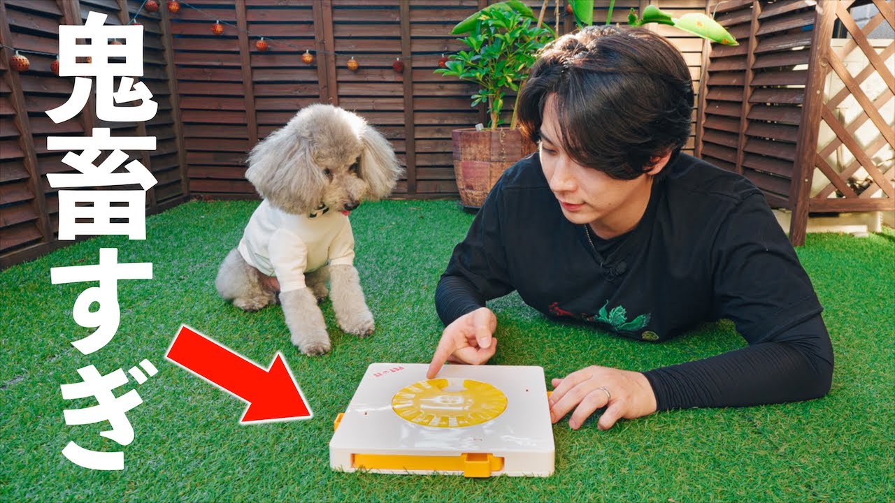 🐶愛犬にスリーコインズの激ムズ知育おもちゃを挑戦させてみたら、、、天才すぎて震えた【トイプードル】