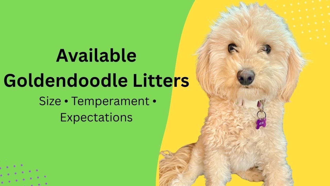 Available Goldendoodle Litters: Size, Temperament & What Families Should Know