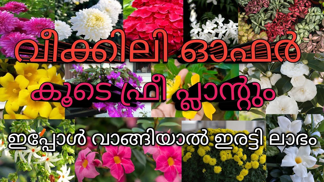 വീക്കിലി ഓഫർ 🥰കൂടെ ഫ്രീ പ്ലാന്റും 🥰8848652046