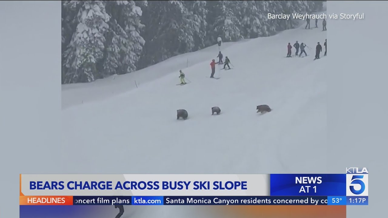 Bears charge across busy California ski slope