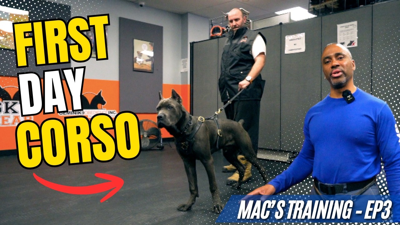 Cane Corso Bite Work Training | Board & Train EP3