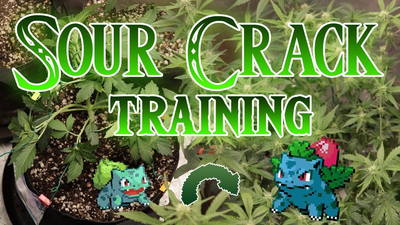 if you have SMALL autoflowers WATCH THIS #easy #growyourown #organic