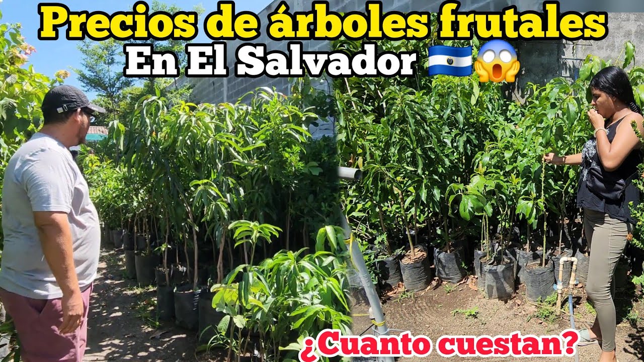 😱🚨CUANTO CUESTAN LOS ÁRBOLES FRUTALES EN EL SALVADOR 🤔🇸🇻caros o baratos?