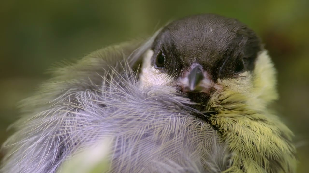 Superoiseaux - La vie secrète des mésanges / FINN 2022